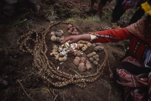 A potato harvest ceremony. Photograph by Frederik van Oudenhoven