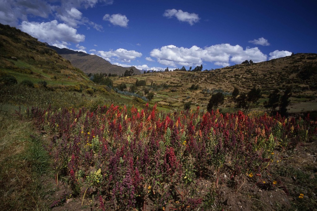 A field of quinoa in one of the communities of the Parque de la Papa. Photograph by Frederik van Oudenhoven.