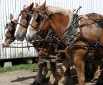 Amish horses